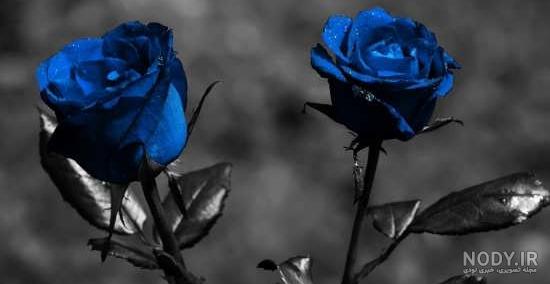 عکس گل برای پروفایل