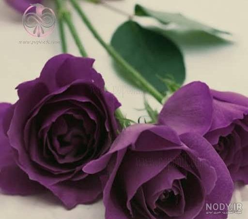 عکس گل برای پروفایل شاد