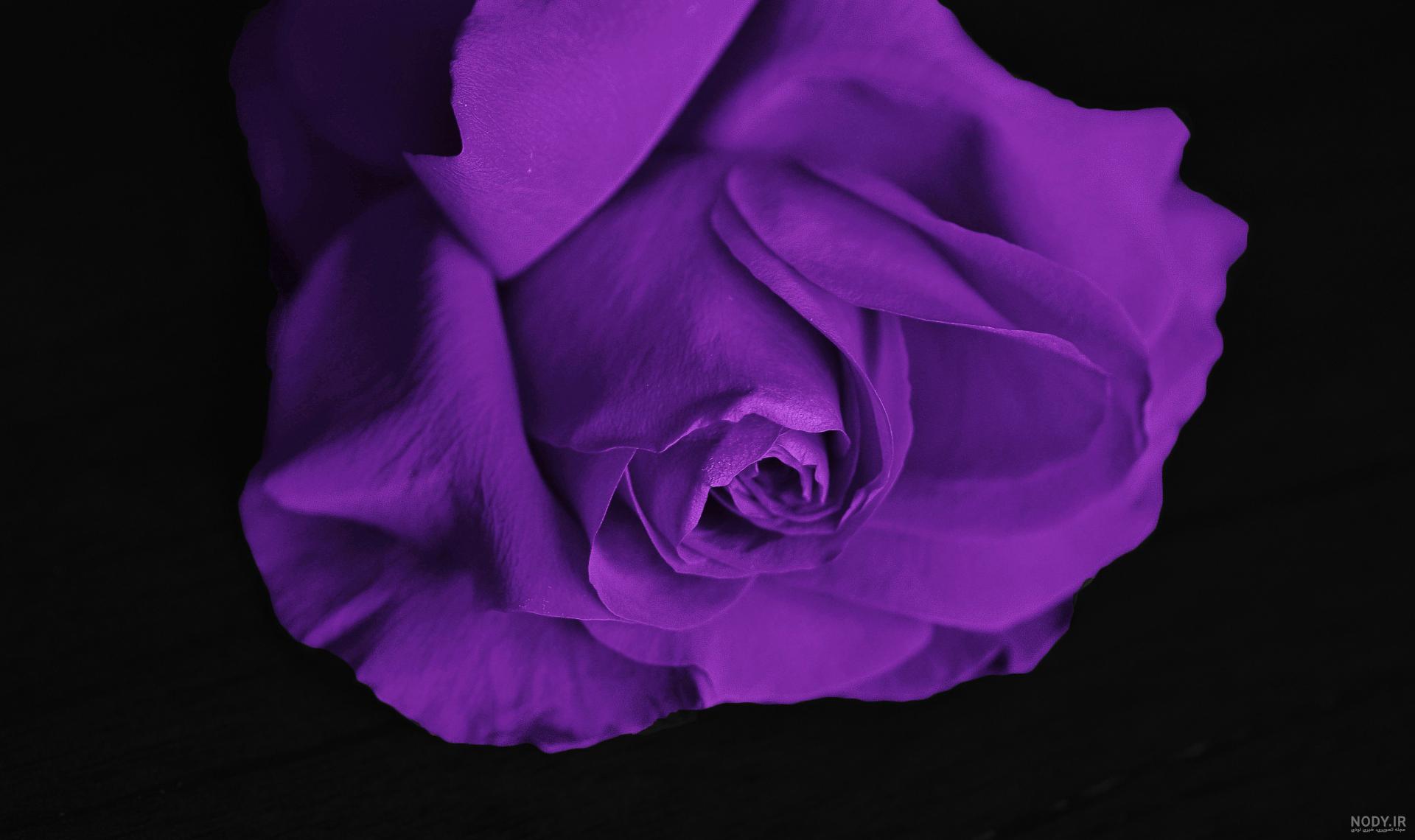 عکس گل رز سبز