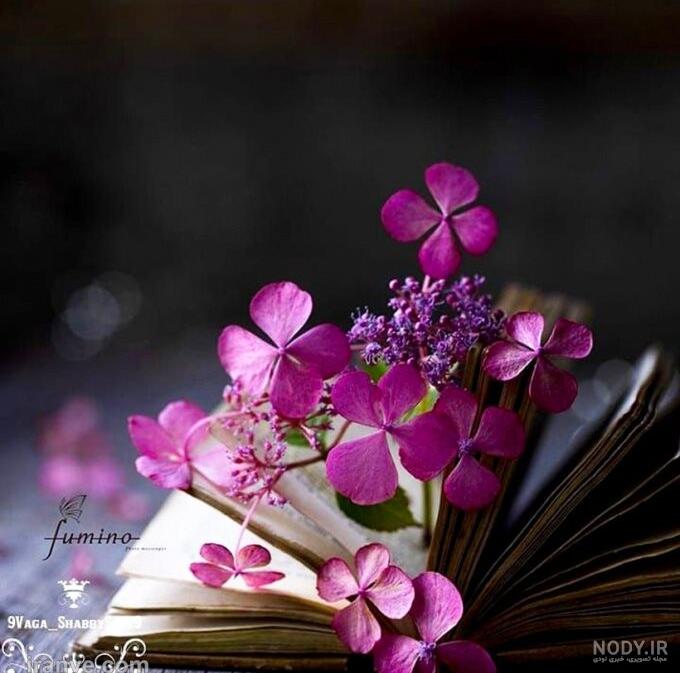 عکس گل رز قرمز در برف