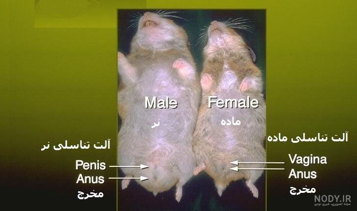 مدت زمان بارداری همستر
