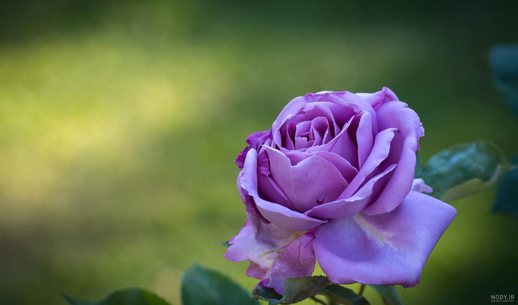معنی گل رز زرد