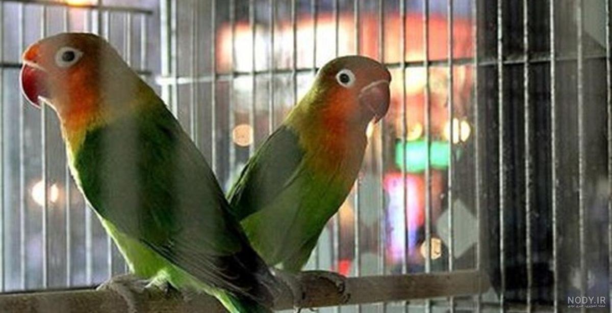 بهترین طوطی برای نگهداری در آپارتمان