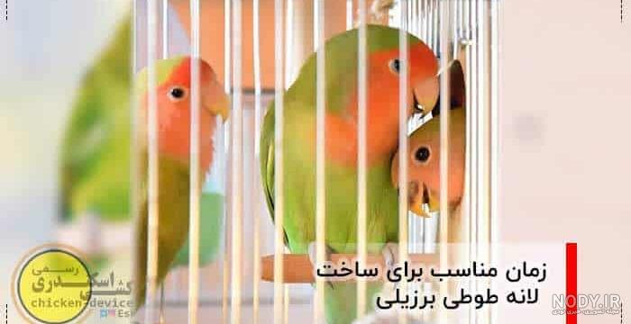 بهترین پرنده خانگی نی نی سایت