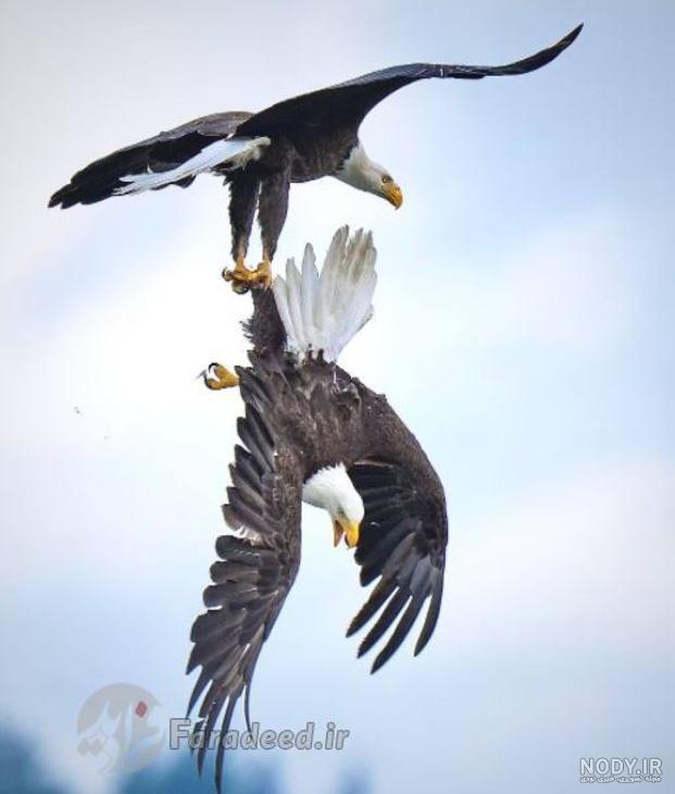 عکس دو عقاب در حال پرواز