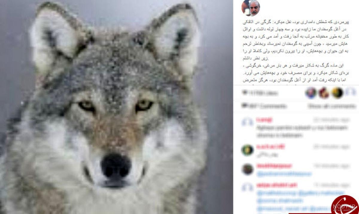 عکس گرگ چشم آبی عکس گرگ چشم آبی