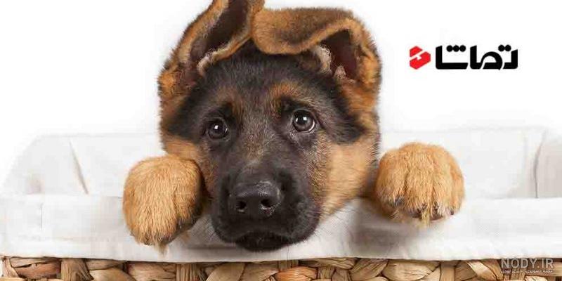 قیمت سگ ژرمن قیمت سگ ژرمن