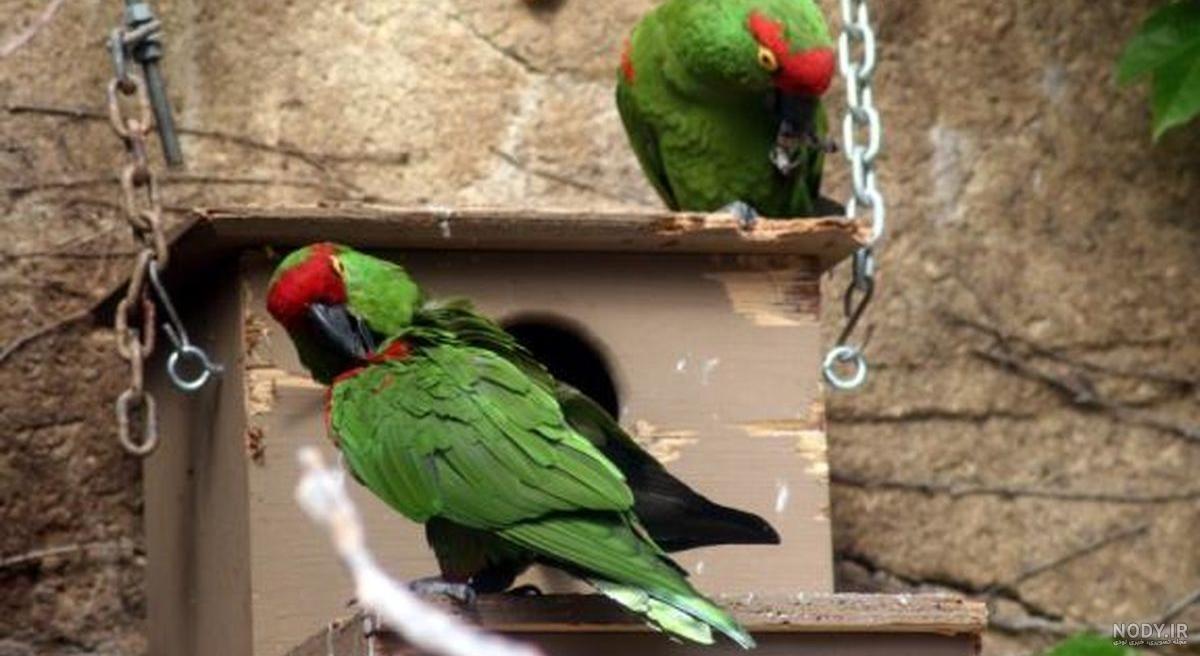 پرنده خانگی بی دردسر