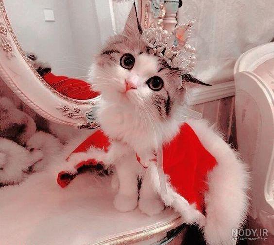عکس بچه گربه برای پروفایل عکس بچه گربه برای پروفایل