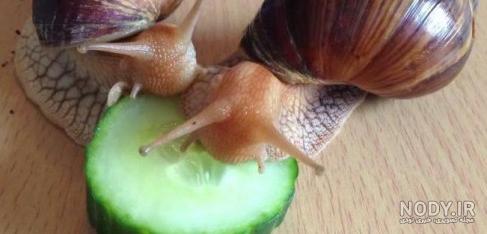 عکس غذای حلزون