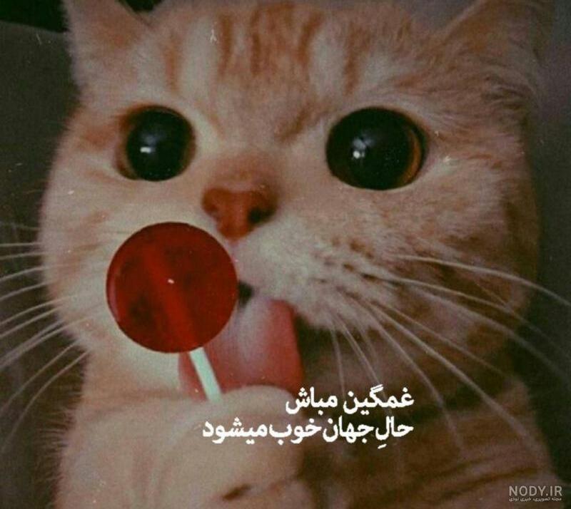 عکس پروفایل گربه ملوس دخترانه عکس پروفایل گربه ملوس دخترانه