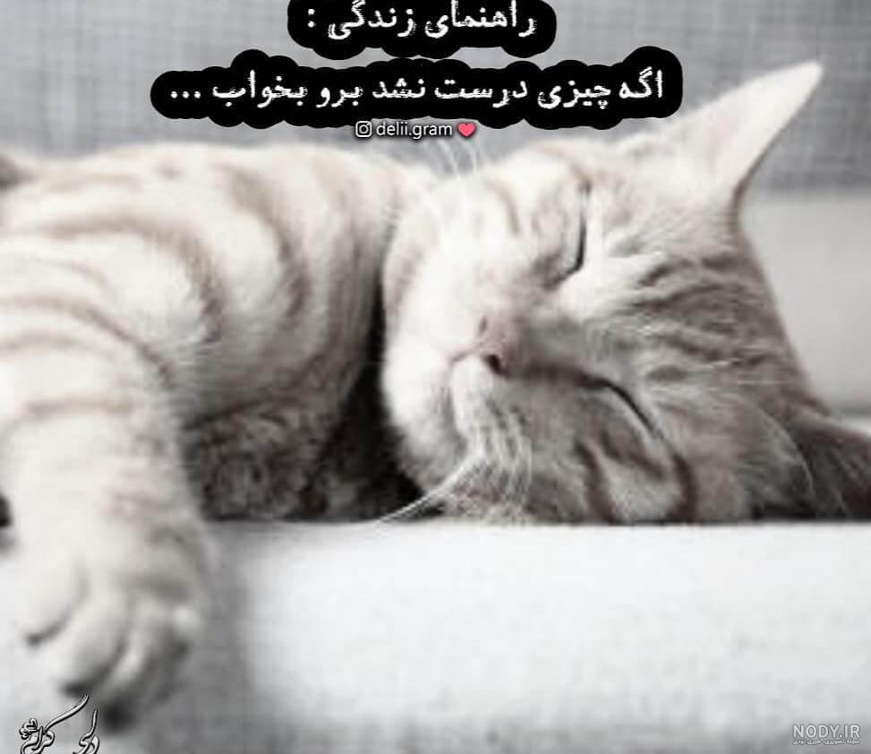 عکس گربه سیاه برای پروفایل عکس گربه سیاه برای پروفایل