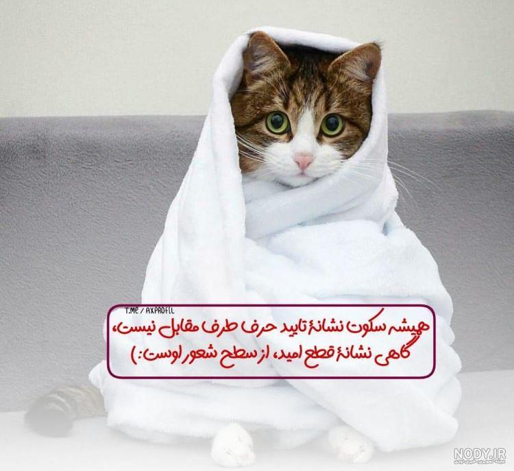 عکس گربه غمگین سیاه سفید عکس گربه غمگین سیاه سفید