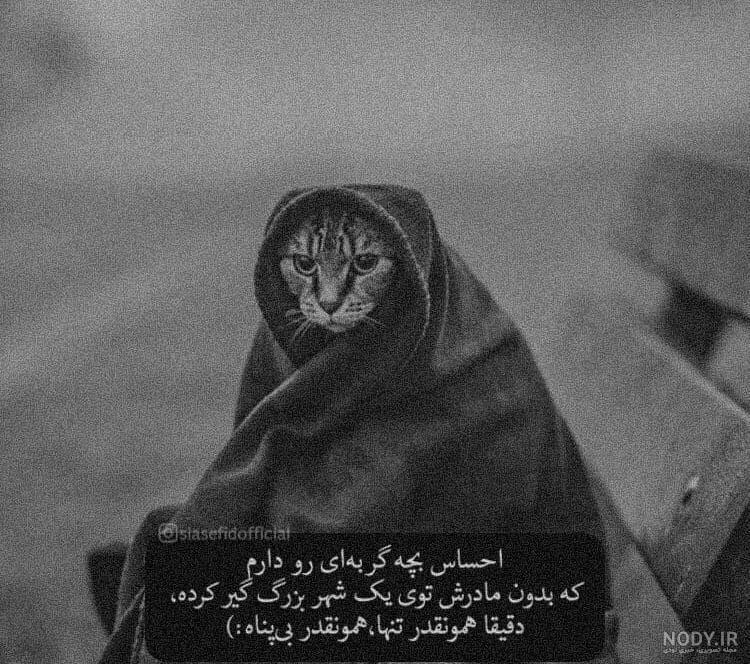پروفایل گربه خفن پروفایل گربه خفن