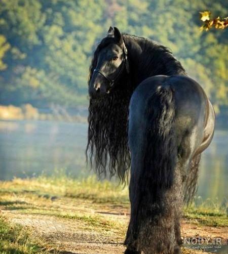 عکس اسب خوشگل سفید