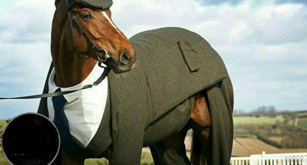 عکس اسب عرب