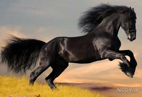 عکس اسب عرب سیاه