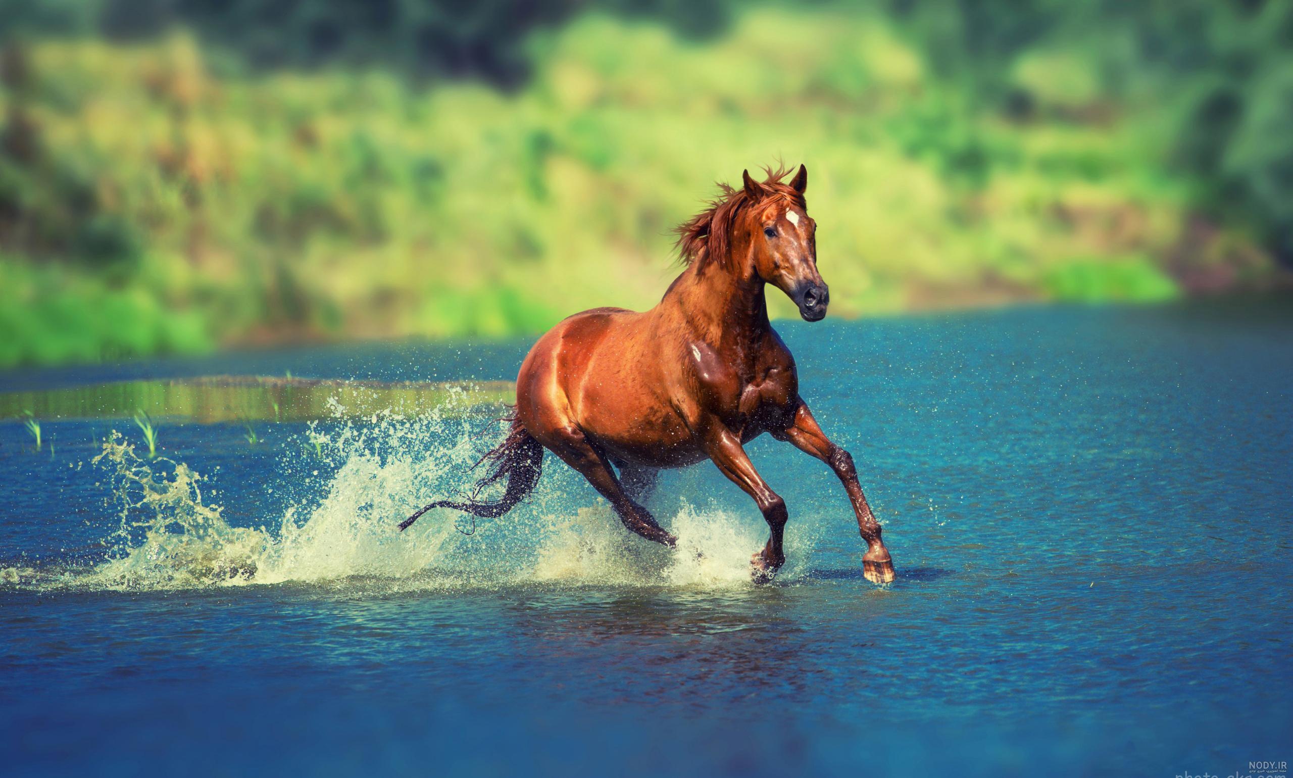 عکس اسب های دونده در آب