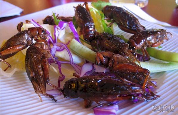 عکس غذا با سوسک