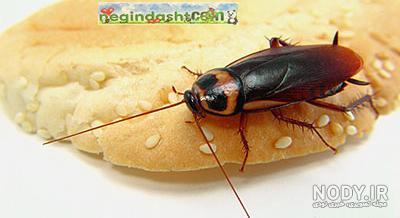 عکس غذا سوسک