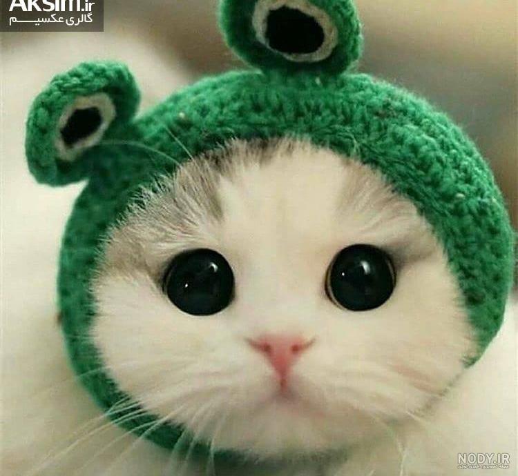 عکس گربه عاشقانه برای پروفایل عکس گربه عاشقانه برای پروفایل