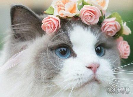 عکس گربه فانتزی برای پروفایل