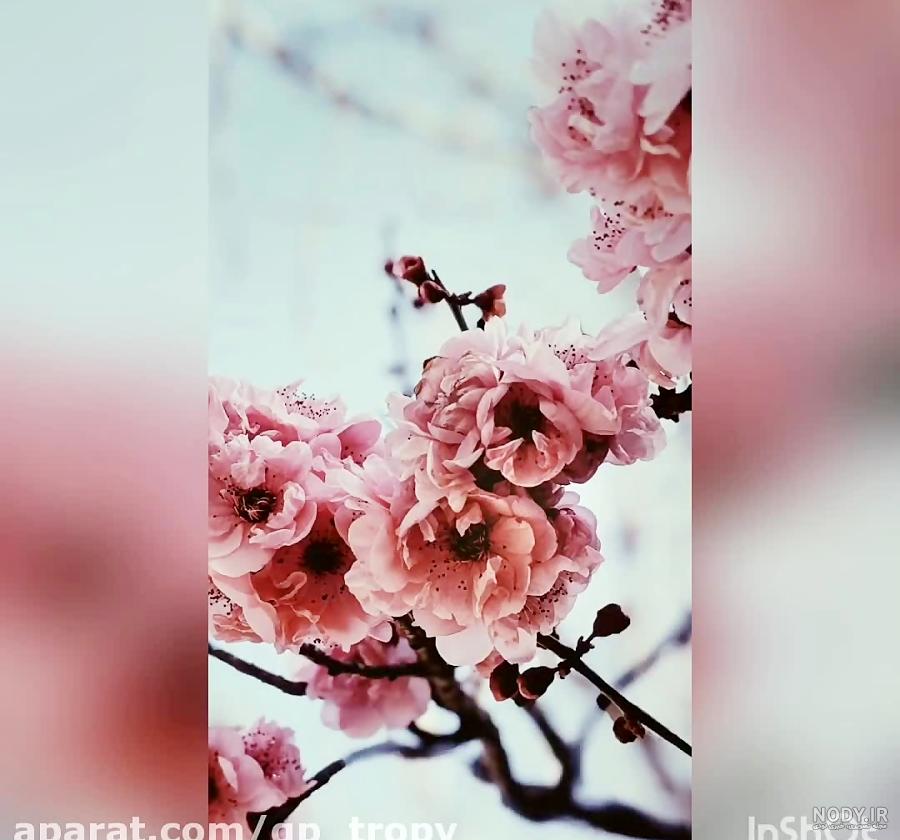عکس گل ذن