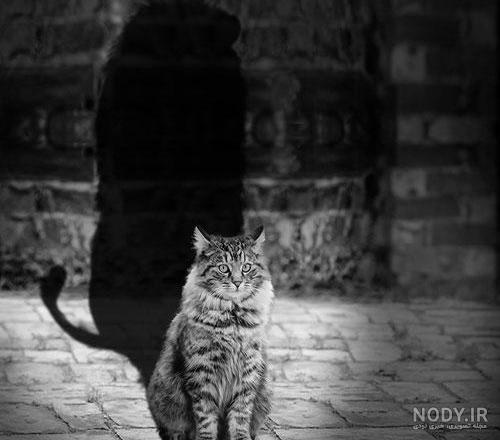  عکس گربه برای پروفایل پسرانه