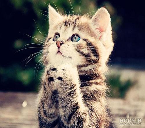 عکس گربه برای پروفایل پسرانه