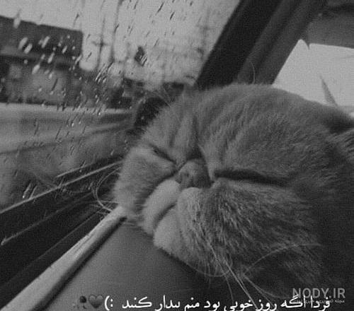  عکس گربه برای پروفایل پسرانه