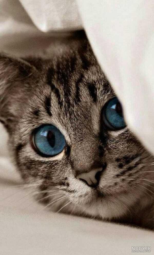  عکس گربه برای پروفایل پسرانه