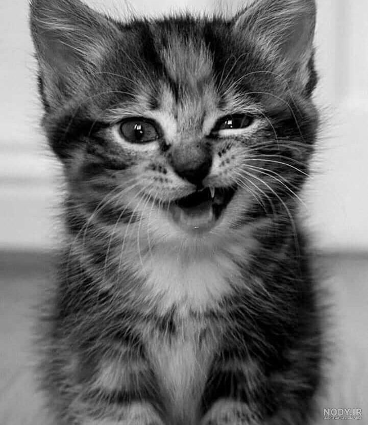  عکس گربه برای پروفایل پسرانه