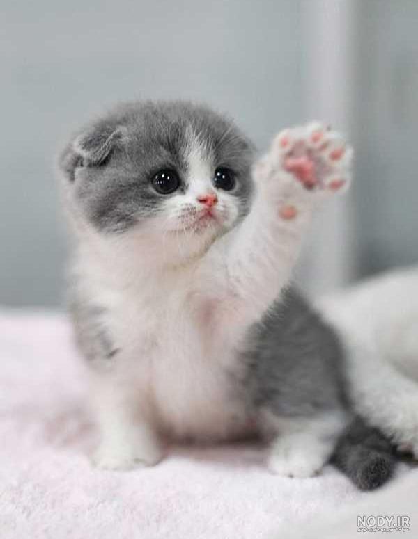  عکس گربه برای پروفایل پسرانه