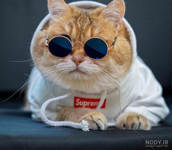  عکس گربه برای پروفایل پسرانه
