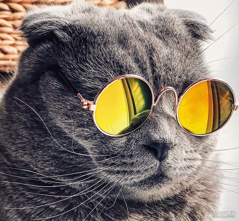  عکس گربه برای پروفایل پسرانه