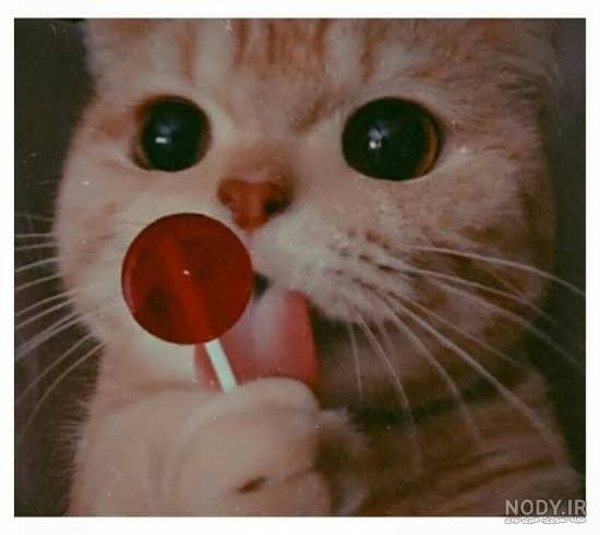  عکس گربه برای پروفایل پسرانه