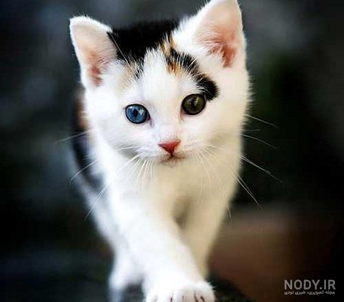  عکس گربه برای پروفایل پسرانه