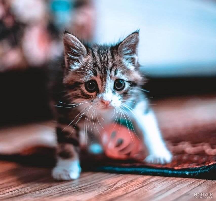  عکس گربه برای پروفایل پسرانه
