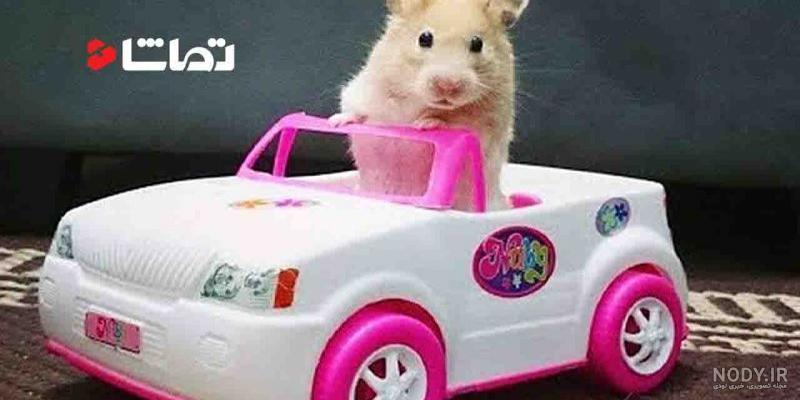 عکس همستر بامزه پشمالو