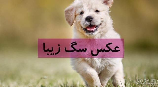 عکس پروفایل پسر با سگ عکس پروفایل پسر با سگ
