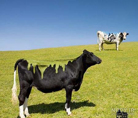 عکس گاو نقاشی عکس گاو نقاشی