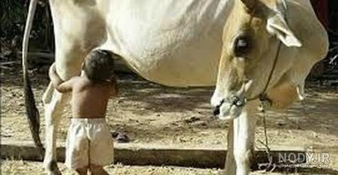 عکس گوساله عکس گوساله