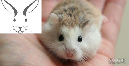 قیمت همستر تپل قیمت همستر تپل
