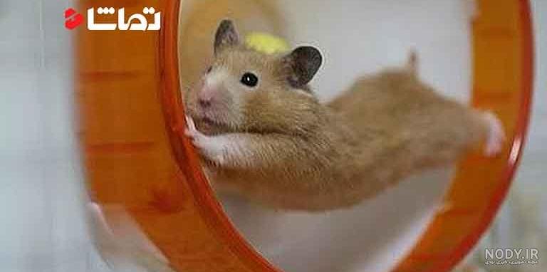 قیمت همستر کوتوله سفید زمستانی