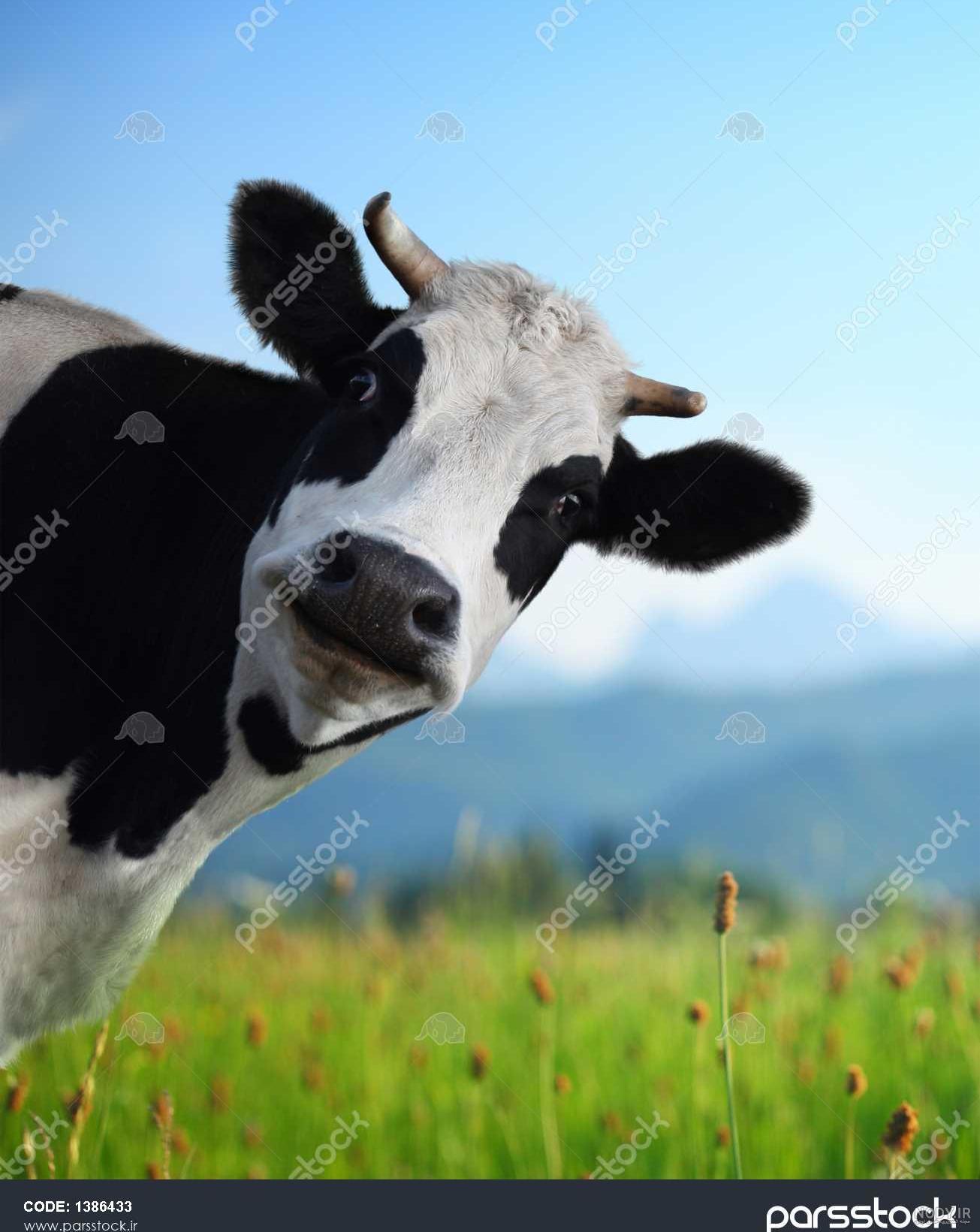 نقاشی گاو ساده نقاشی گاو ساده