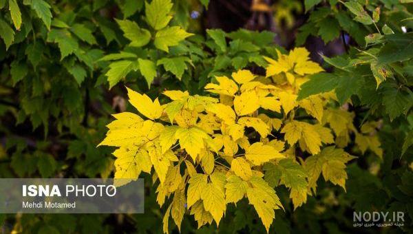 جاهای دیدنی قزوین در پاییز جاهای دیدنی قزوین در پاییز