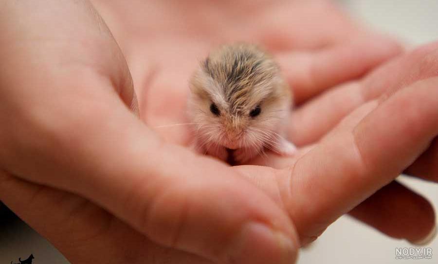 ساخت غذای همستر
