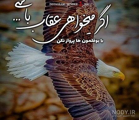 عکس عقاب برای پروفایل