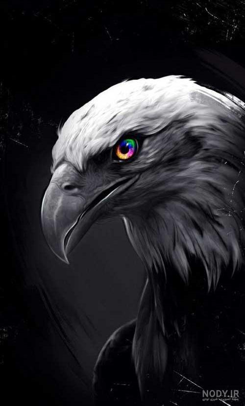 عکس عقاب زیبا برای تصویر زمینه