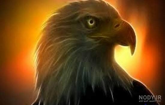 عکس عقاب سیاه